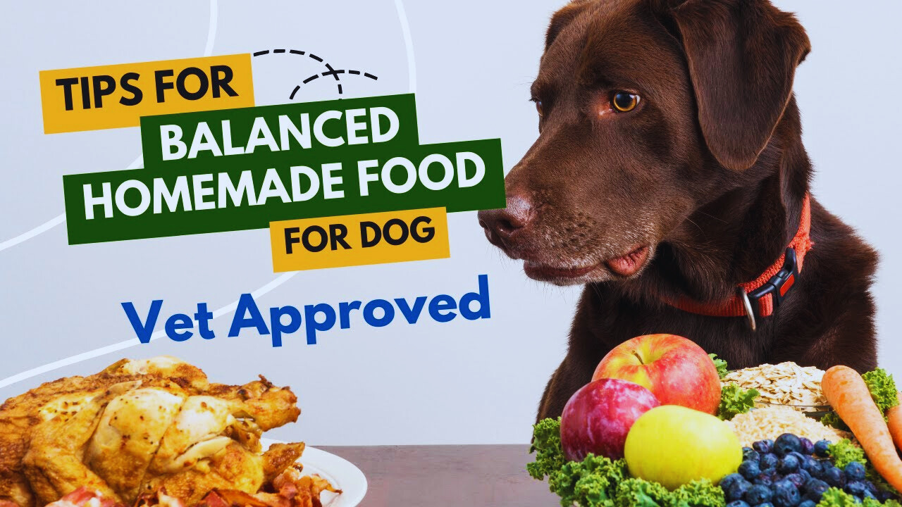 how-to-create-a-balanced-diet-for-dogs-dog-food-diet-complete-guide