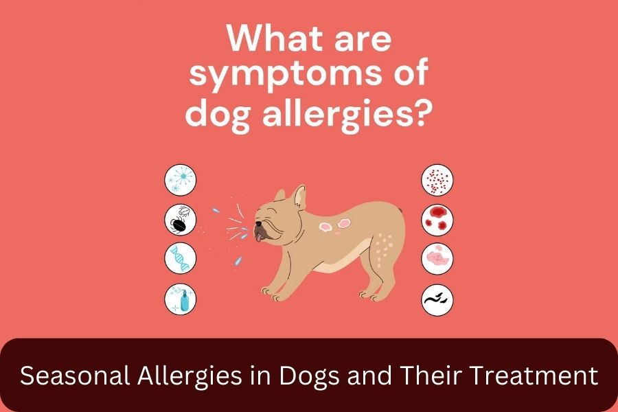 Seasonal Allergies in Dogs and Their Treatment