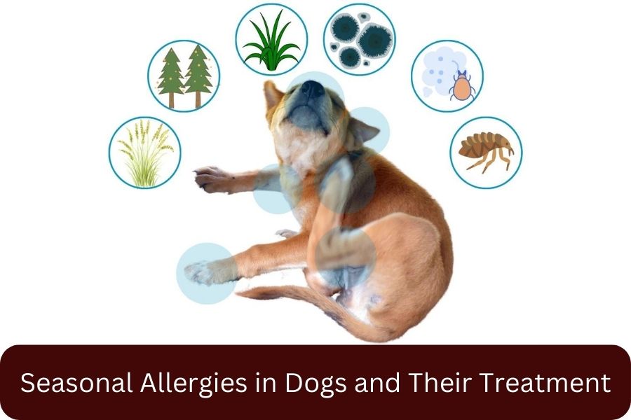 Seasonal Allergies in Dogs and Their Treatment