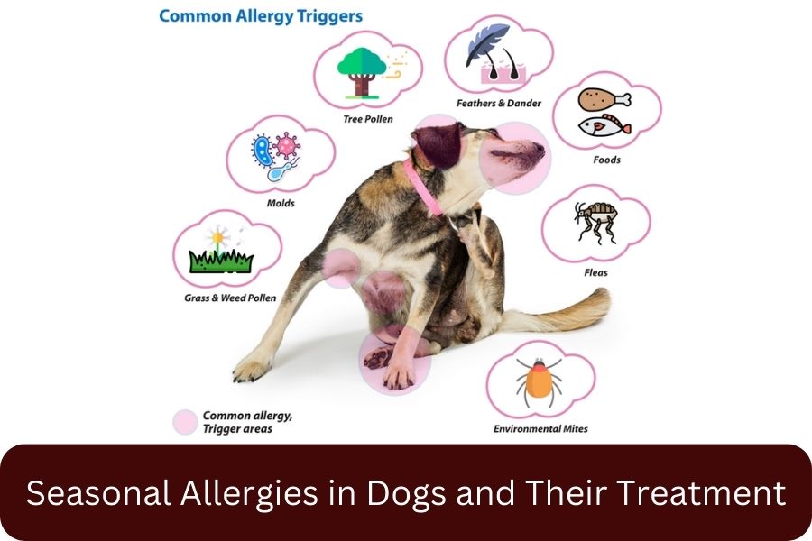 Seasonal Allergies in Dogs and Their Treatment