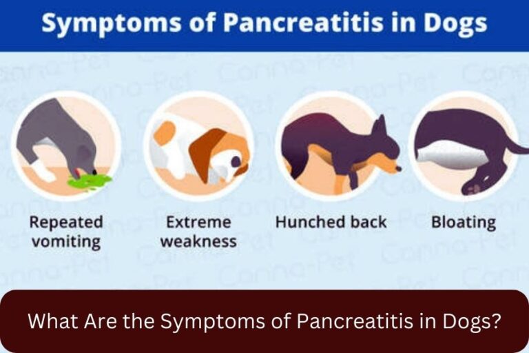 What Are the Symptoms of Pancreatitis in Dogs? - Dog Food Diet Complete ...