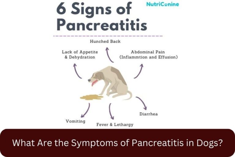 What Are the Symptoms of Pancreatitis in Dogs? - Dog Food Diet Complete ...