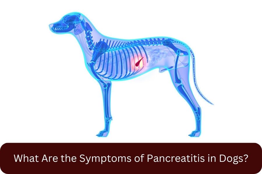 What Are the Symptoms of Pancreatitis in Dogs?