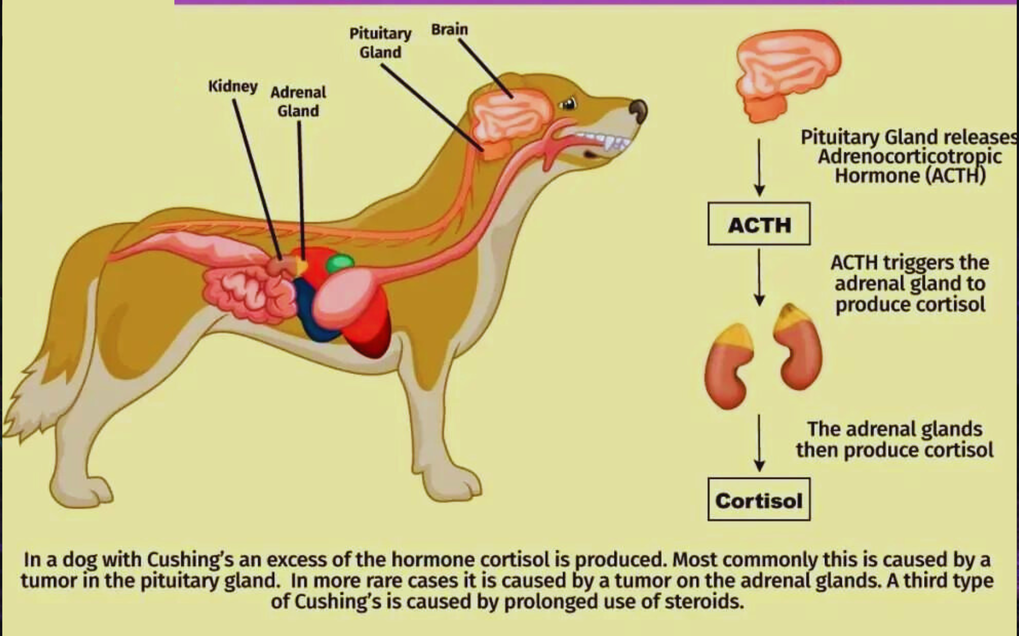 what-are-the-causes-and-symptoms-of-cushing-s-disease-in-dogs-dog