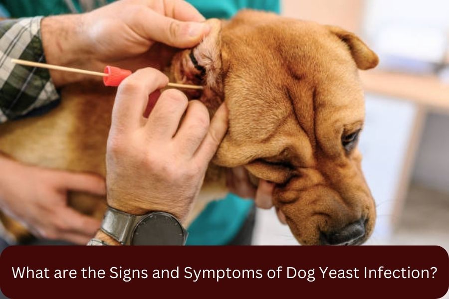 What are the Signs and Symptoms of Dog Yeast Infection?