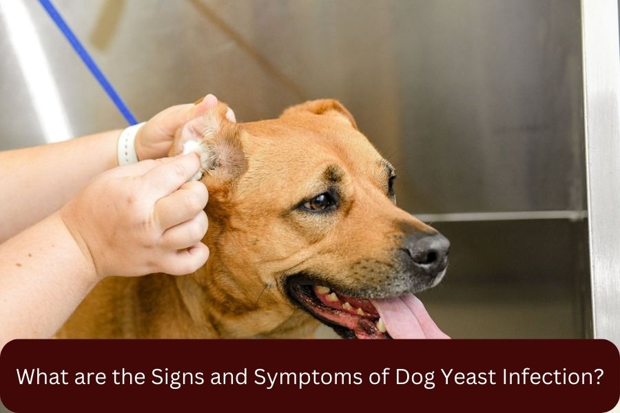 What are the Signs and Symptoms of Dog Yeast Infection?